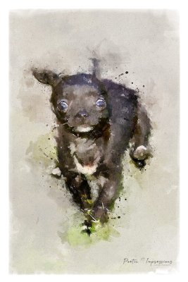watercolor pet portrait by Poetic Impressions